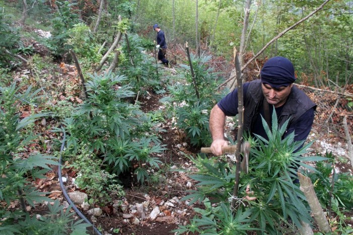 Police Captures 4,2 Ton Cannabis in Mirdita
