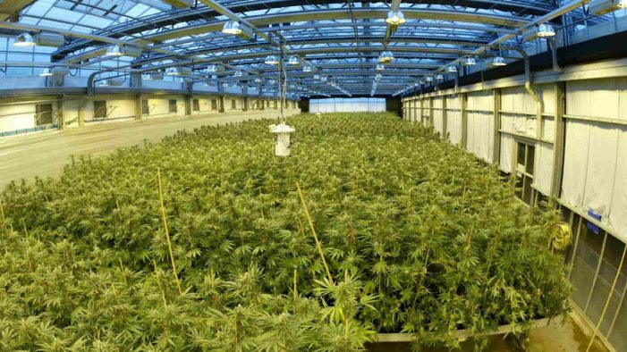 Albanian Cannabis, Arrests in UK and Italy