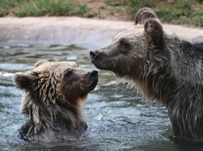 Rescued Albanian Bear Cubs Find New Home in Kent, UK