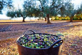 Swedish Embassy Supplying Earthquake-Affected Families with Seedlings