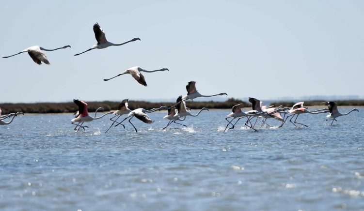 36 Environmental Organizations Ask Albanian Government to Drop Construction of Vlora Airport 