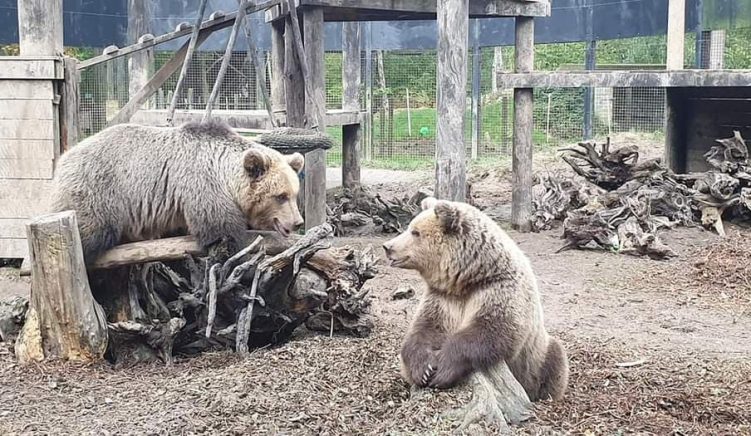 Two Bears Rescued from Albania Set to Move to “Forever Home”