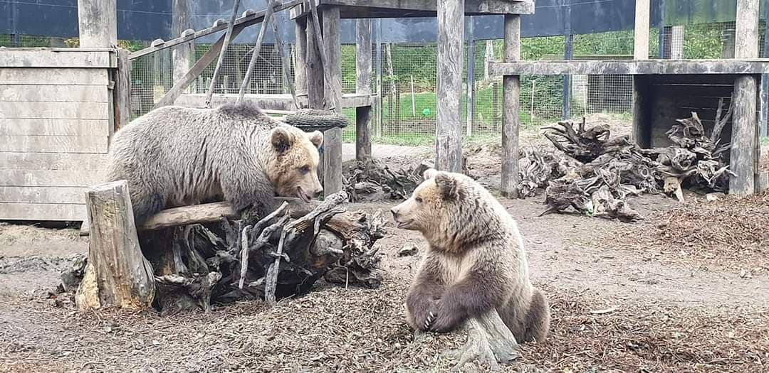 Two Bears Rescued from Albania Set to Move to “Forever Home”