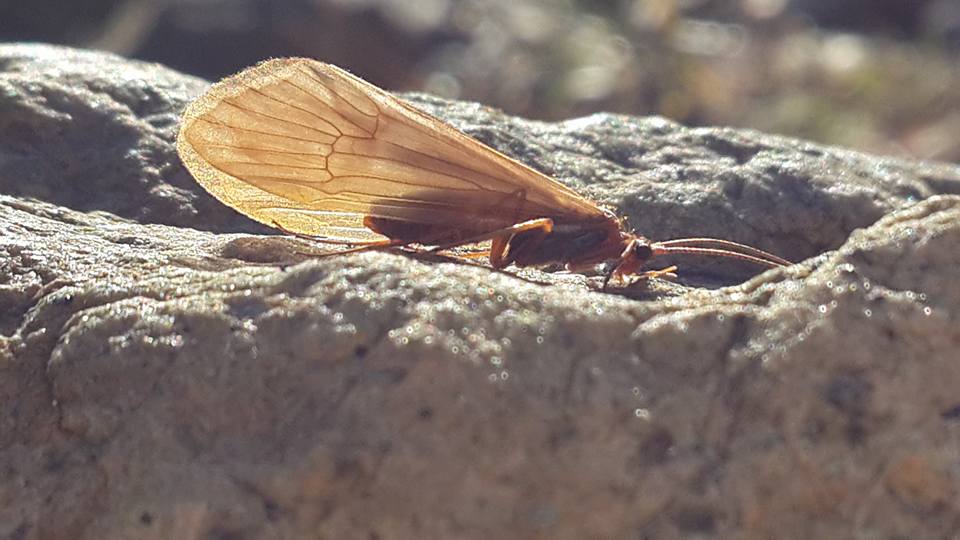 New Species of Caddisfly Discovered in Albania, a ‘Biodiversity Hotspot’