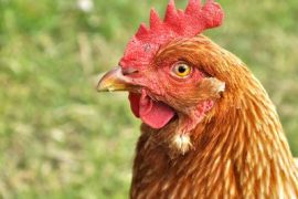 Bird Flu Outbreak Confirmed in Northern Albania