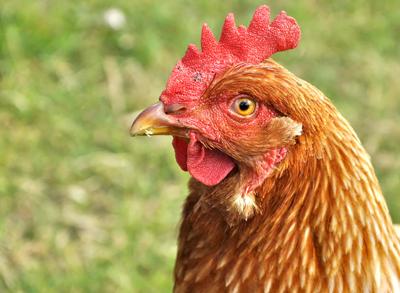 Albanian and Kosovo Governments Introduce Measures to Combat Bird Flu Outbreaks