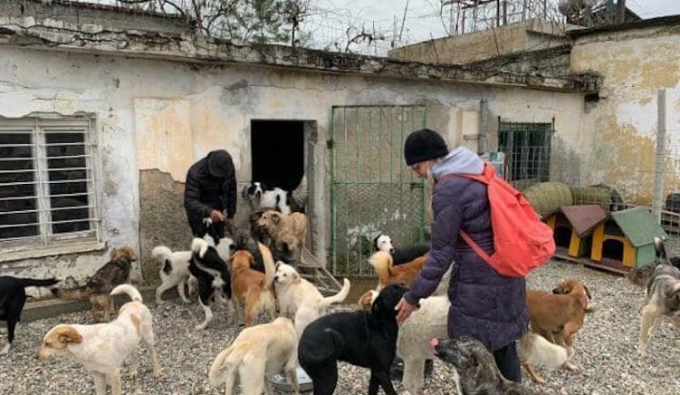 Exit2 Animal Lovers of Albania: Where do Your Donations Go?