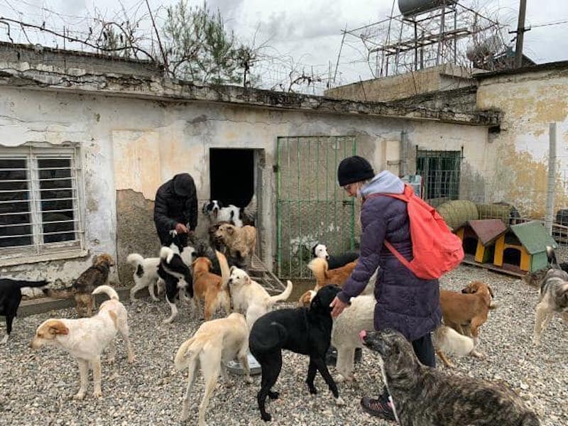Animal Lovers of Albania: Where do Your Donations Go?