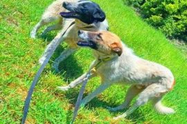 Animal Lovers of Albania: How to Make Sure Adopting a Pet is the Right Choice for You