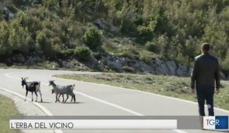 Gazetarët e RAI-it sjellin dëshmi të korrupsionit të policisë për të lejuar kanabisin