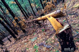 Arrestohen 4 persona për prerje pyjesh