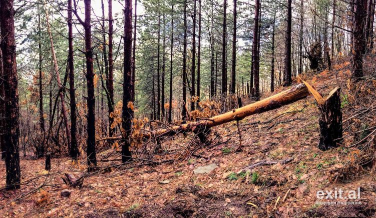 Tre vite me moratorium, por pyjet vazhdojnë të zhduken