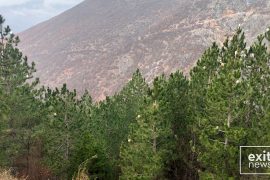 Pyjet e djeguar duan 50 vjet të rikrijohen