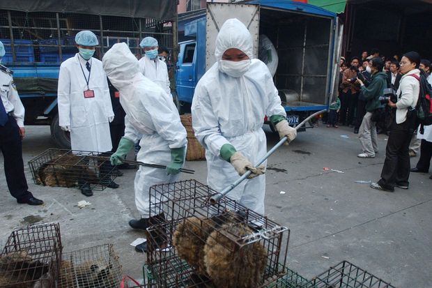 Kina ndalon tregtinë dhe konsumin e kafshëve të egra