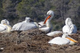 Numri i pelikanëve në parkun e Karavastasë, arrin numrin më të madh në 35 viteve