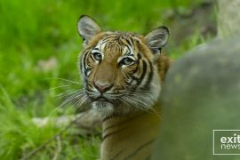 SHBA, tigri i një kopshti zoologjik diagnostikohet me Covid-19