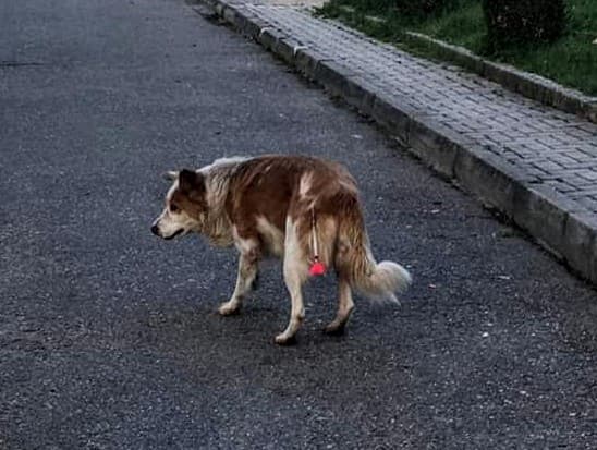 Parlamenti ashpërson dënimet në Kodin Penal për keqtrajtimin e kafshëve