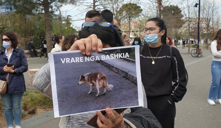 Protestë në Tiranë kundër vrasjes së kafshëve të rrugës