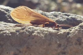 Zbulohen insekte të rralla ujore në Shqipëri