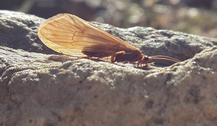Zbulohen insekte të rralla ujore në Shqipëri