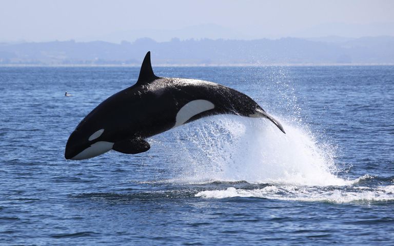 Spanja ndalon lundrimin e anijeve me vela për shkak të pranisë së balenave orka